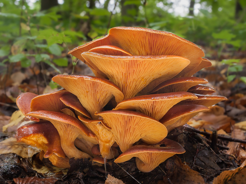 Omphalotus olearius